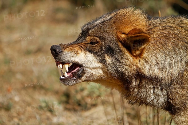 Iberian wolf