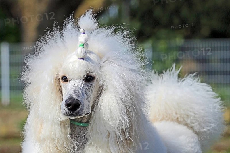 Large poodle