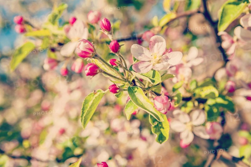 Blossom of apple tree with little flowers floral background instagram style