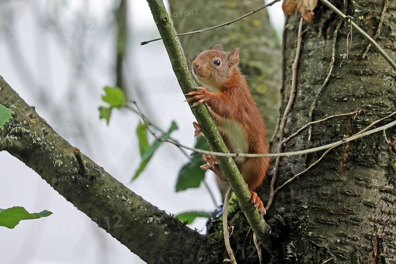 Eurasian red squirrel