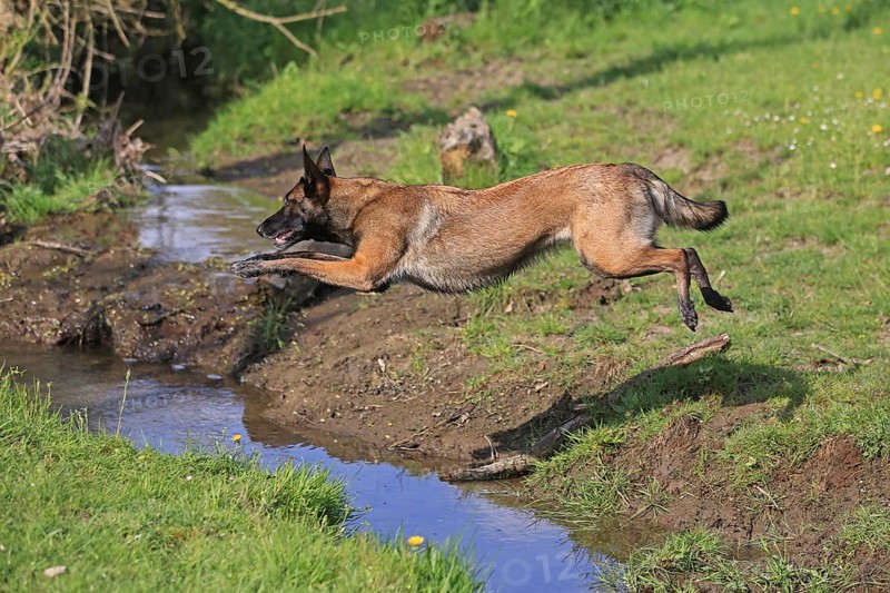 Malinois jumping