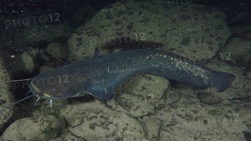 Catfish