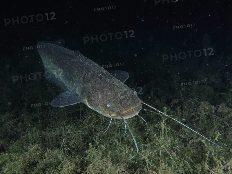 Catfish