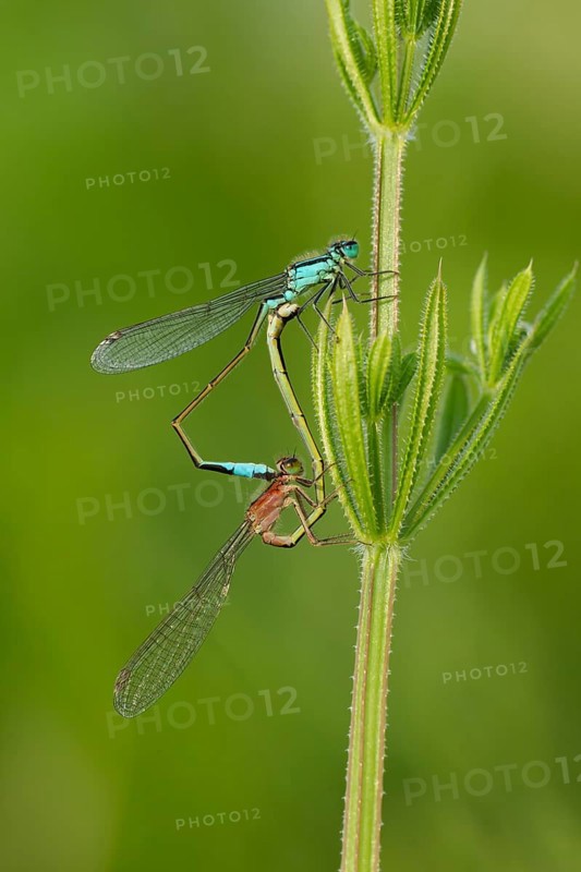 Common blue damselfly