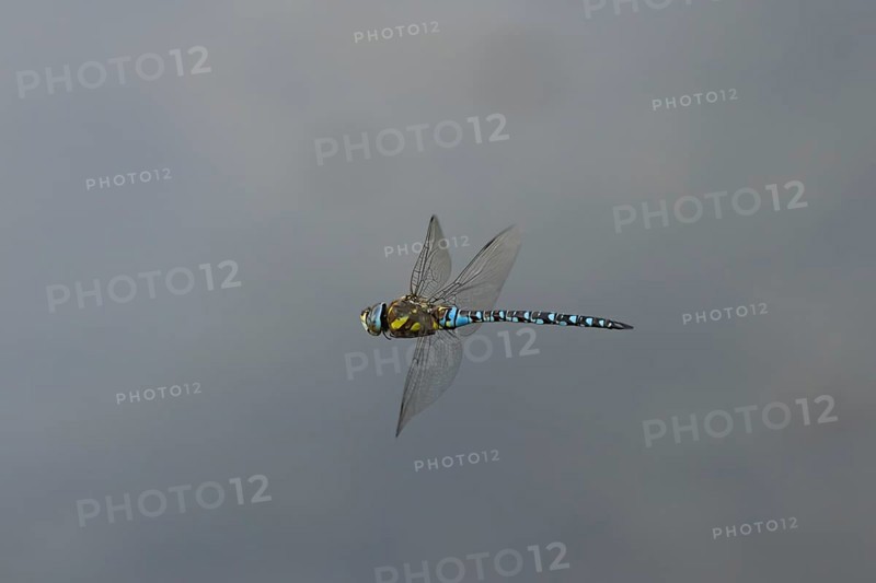 Migrant hawker