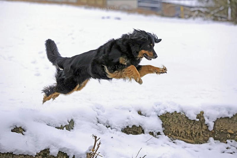 Hovawart in the snow