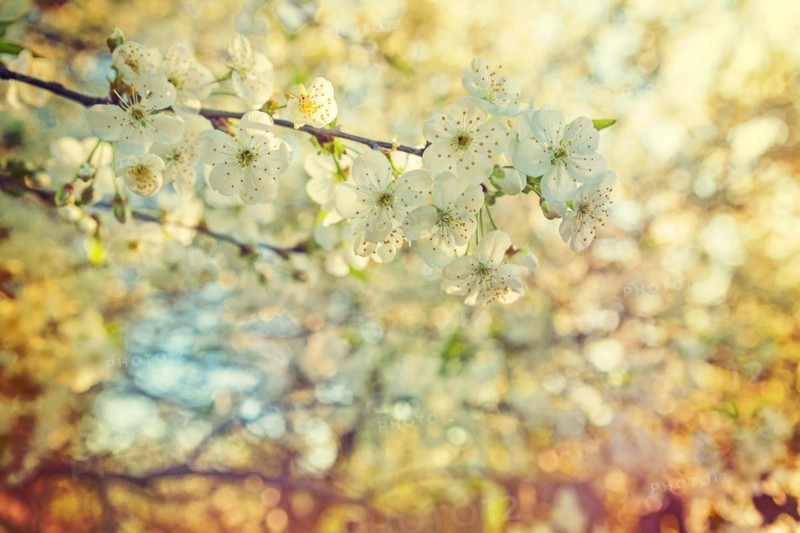 Cherry blossom close-up view on small branch at sunset