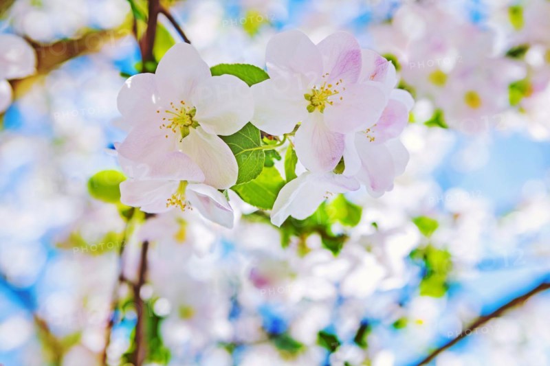 Very bright view on blossoming flovers of apple tree with bkurred background instagram style