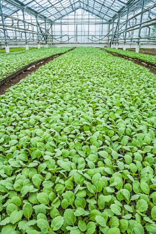 Cabbage seedlings in the greenhouse