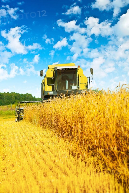 Combine harvester at work