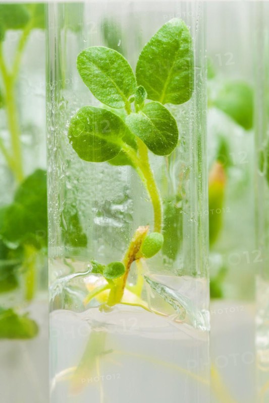 Macro image of a potato plant in a laboratory tube with culture medium