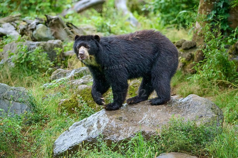 Spectacled bear
