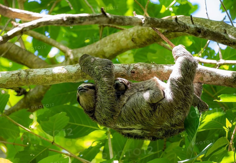 A three-toed sloth