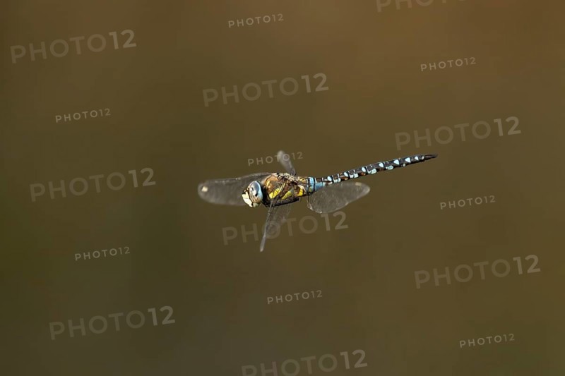 Migrant hawker