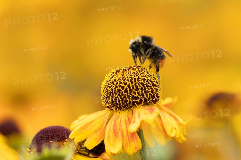 Red-tailed bumble bee