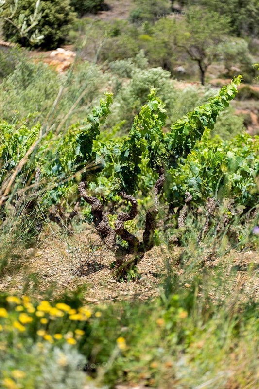 Experience stunning vineyard landscapes in the Priorat wine region