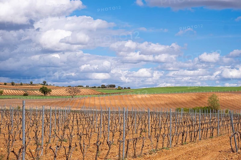 Landscape with vineyards in spring in the designation of origin area of Ribera del Duero wines in Spain