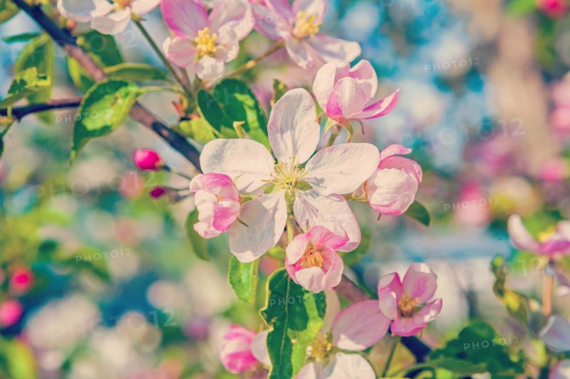 Floral spring background blossom of apple tree with white pink flowers instagram style