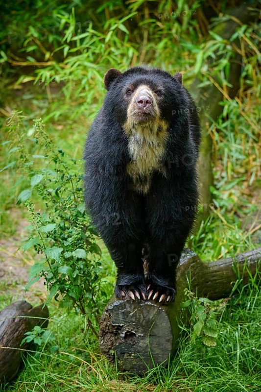 Spectacled bear