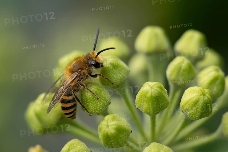 Ivy bee