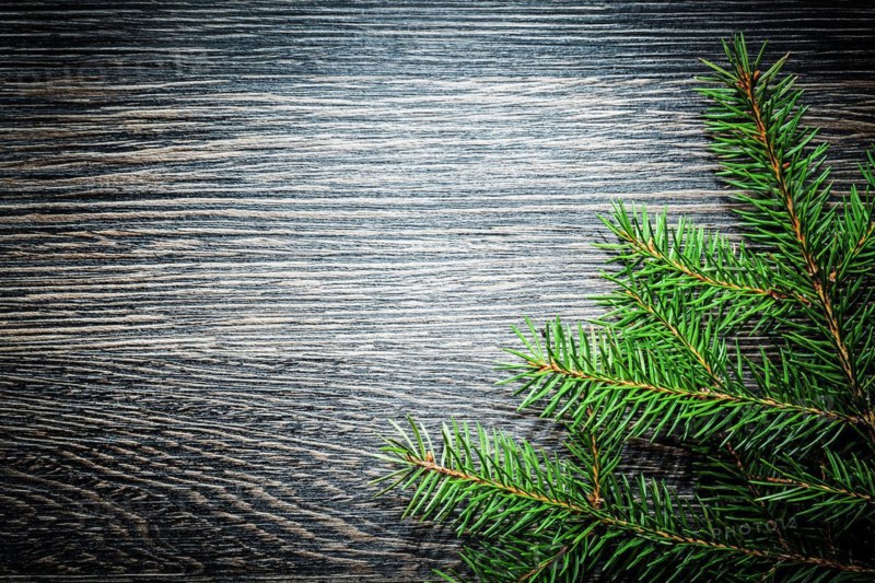 Fir tree branch on dark wood board