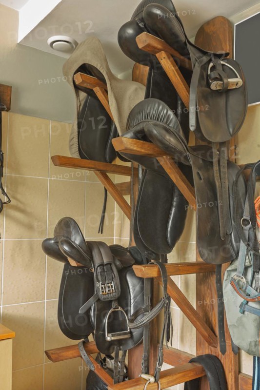 Horse without saddle