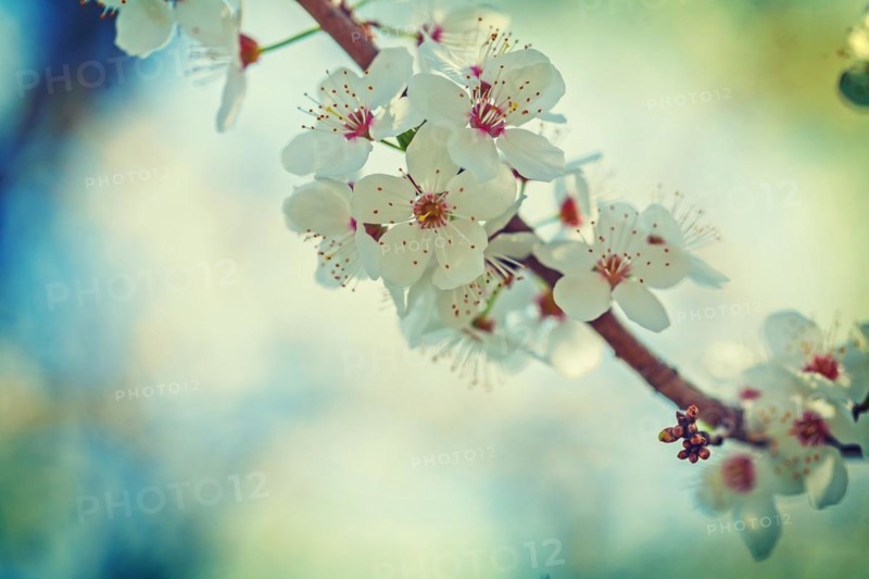 Single branch of blossoming cherry tree with white spring flowers instagram style