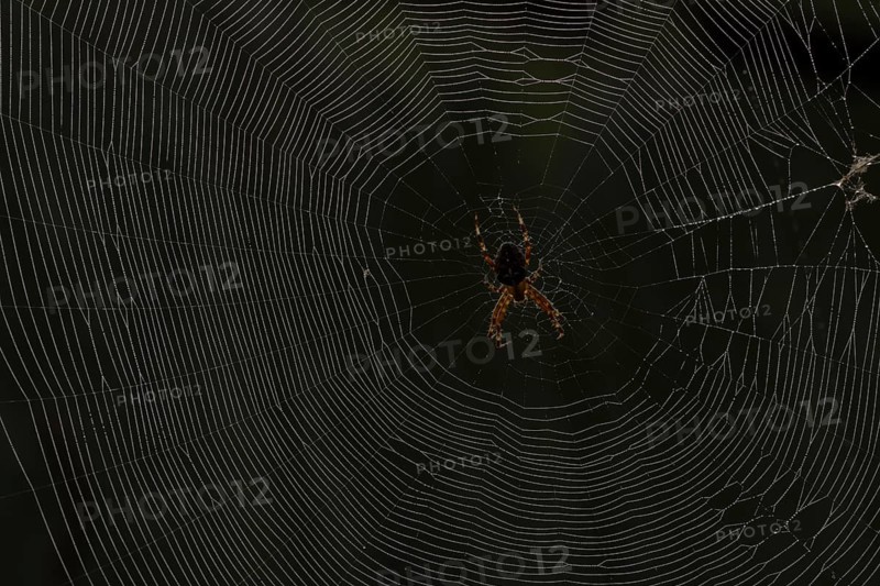 European garden spider