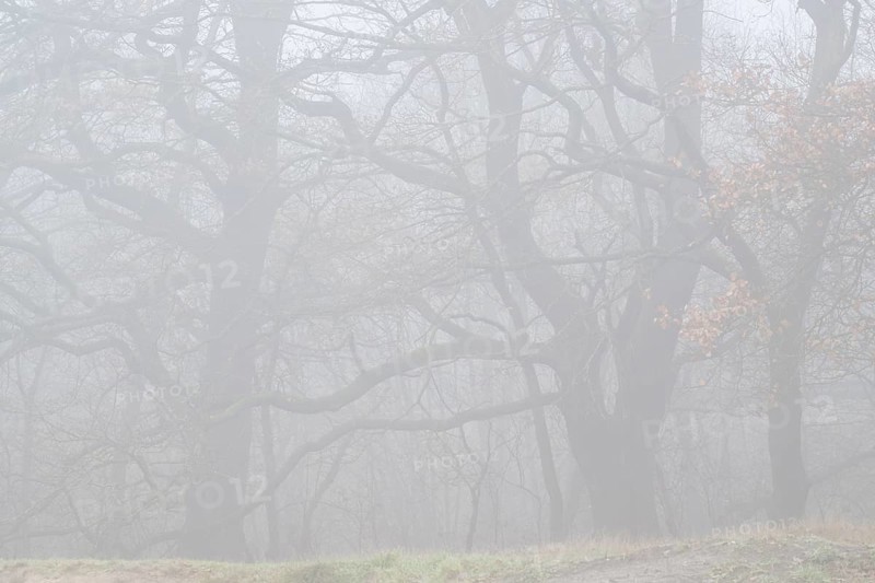 English oaks