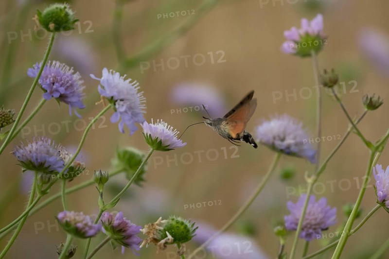 Hummingbird hawk-moth