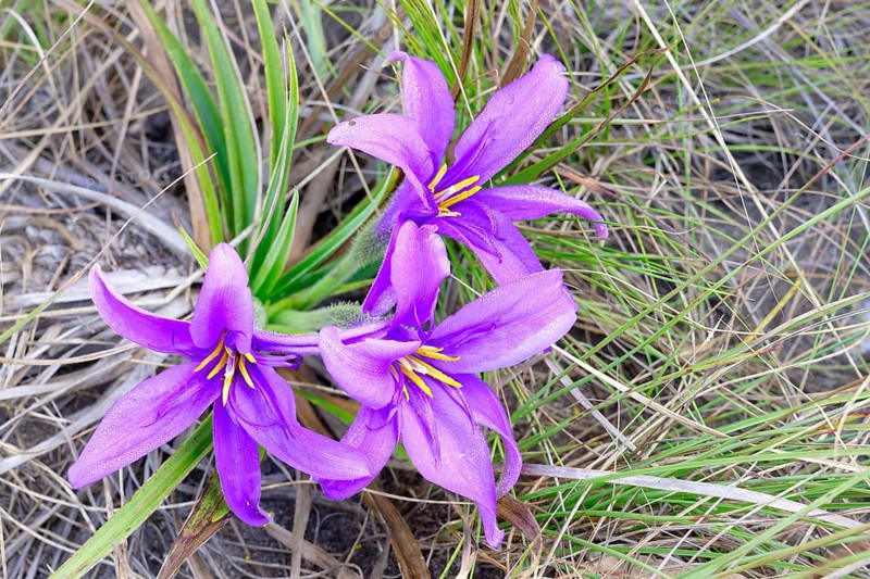 Flor Canela de Ema