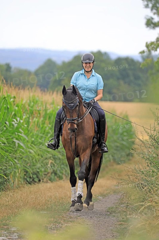 Rider with warmblood on a country lane