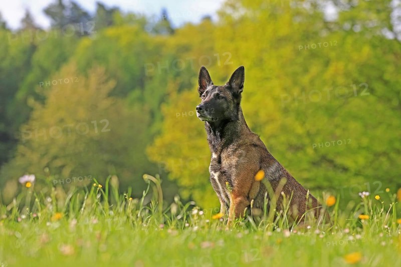 Malinois in flower meadow