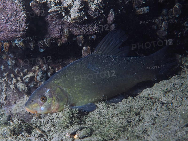 Tench