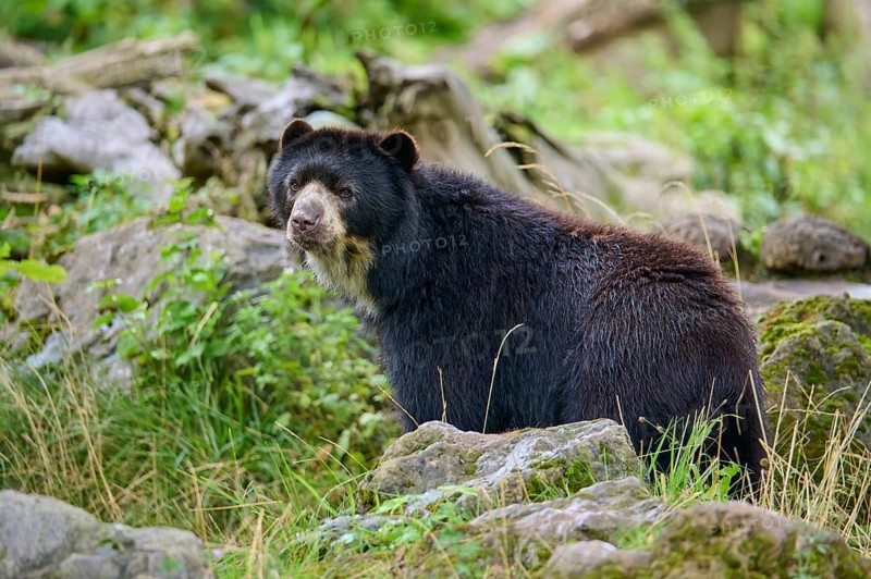 Spectacled bear