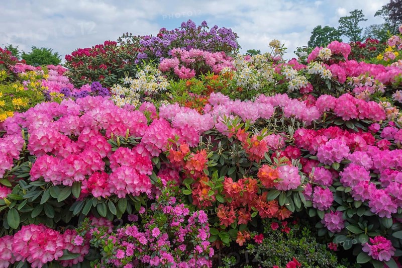 Rhododendron and azalea blossom