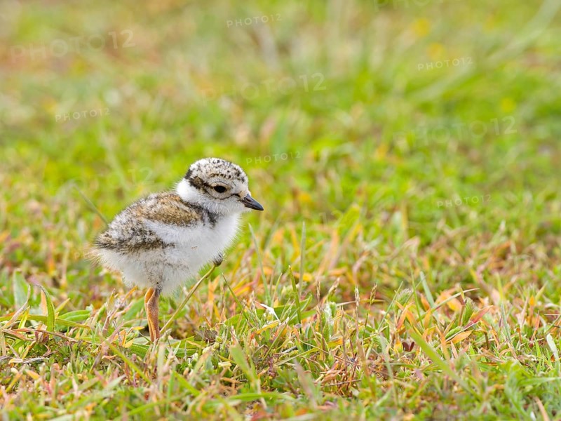 Ringed Plover