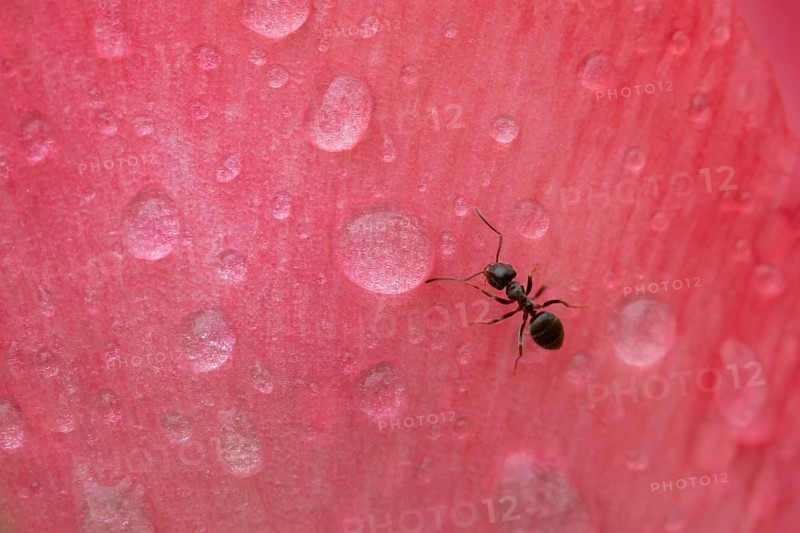 Black garden ant