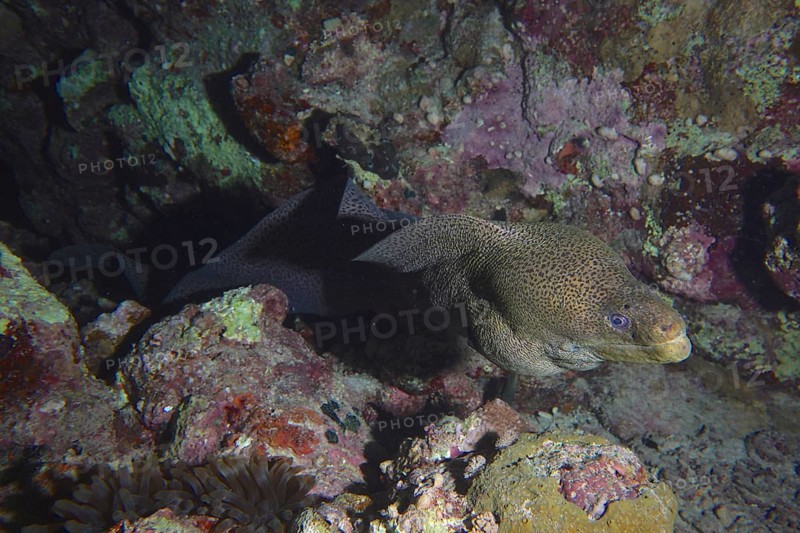 Giant Moray