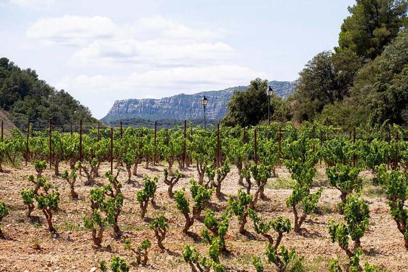 Experience stunning vineyard landscapes in the Priorat wine region