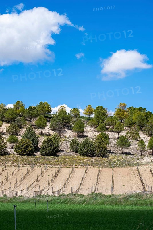Vineyard in spring in the Ribera del Duero appellation area in the province of Valladolid in Spain