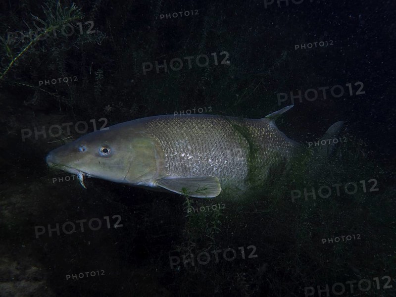 Barbel