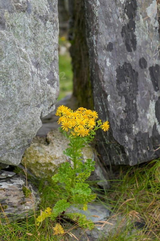 St James' ragwort