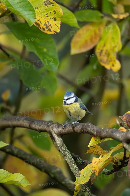 Blue tit