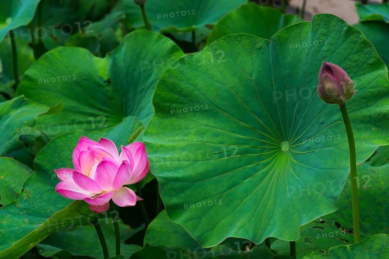 Lotus blossom