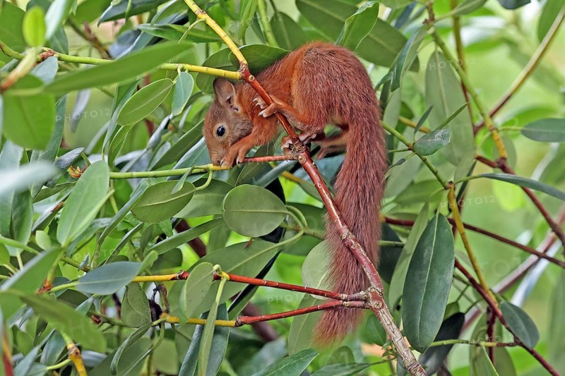Eurasian red squirrel