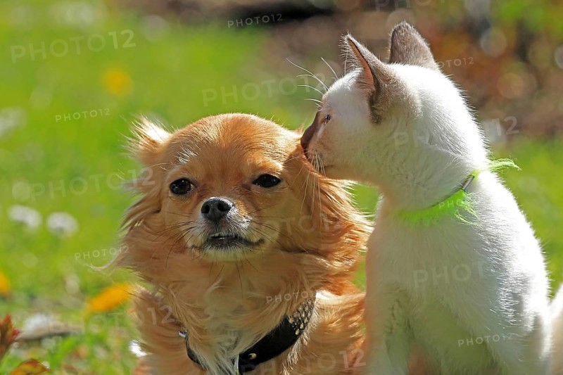 Thai cats and Chihuahua sitting