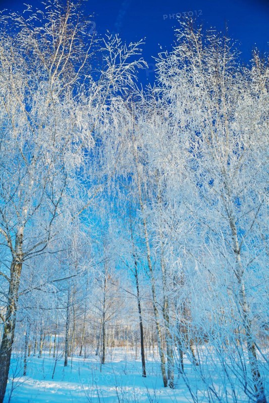 Birch in winter