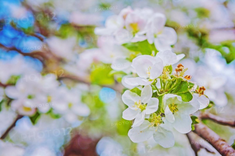 Blossom of apple tree on verry blurred background instagram style
