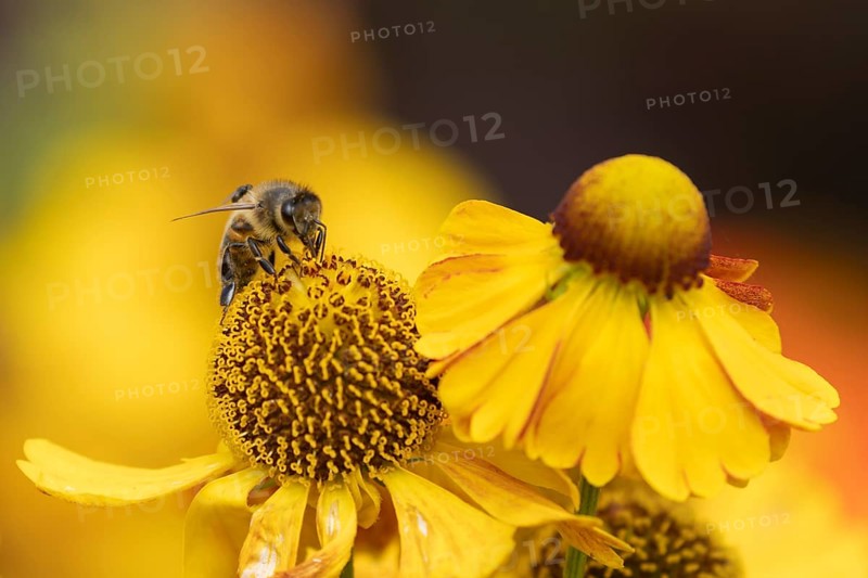 Honey bee